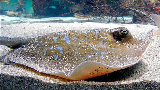 Dasyatis marmorata_01.jpg